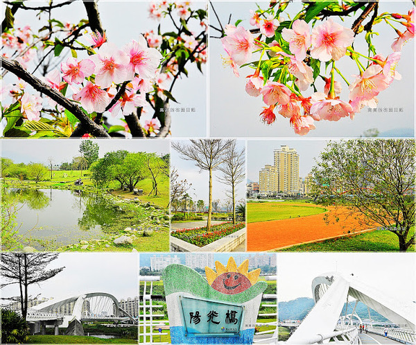 陽光運動公園:【新北】新店區。陽光橋 & 陽光運動公園賞櫻