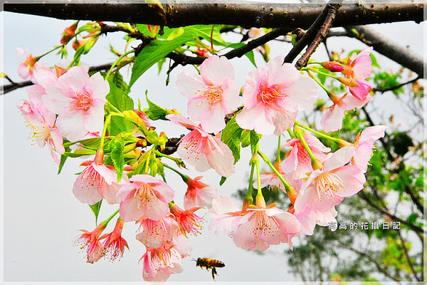 陽光運動公園:【新北】新店區。陽光橋 & 陽光運動公園賞櫻