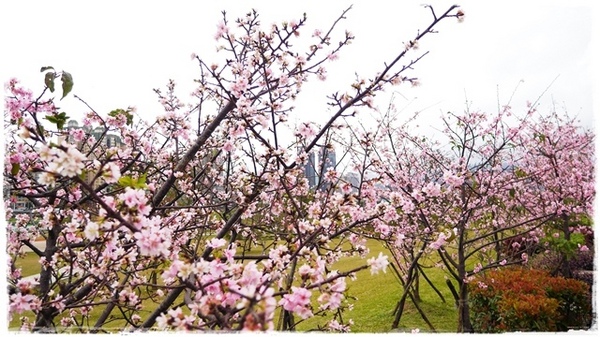 陽光運動園區：【新北◍•ᴗ•◍新店】捷運小碧潭站✯賞櫻景點・陽光運動園區賞河津櫻｜陽光運動公園河津櫻滿開，夜拍也美麗