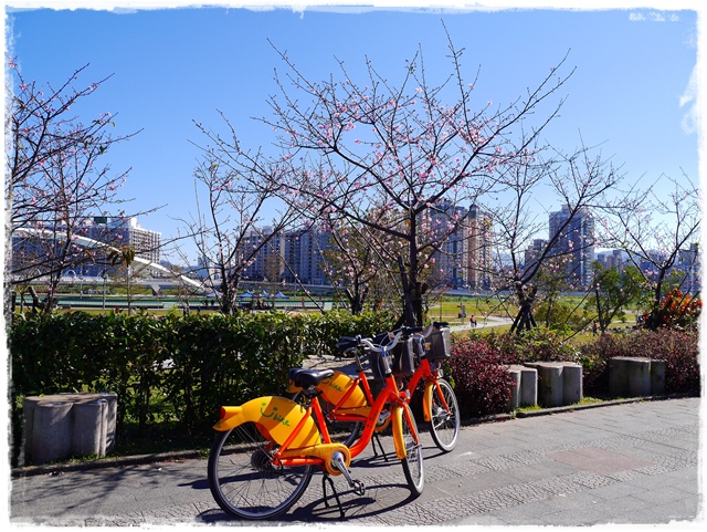新店陽光運動公園賞河津櫻