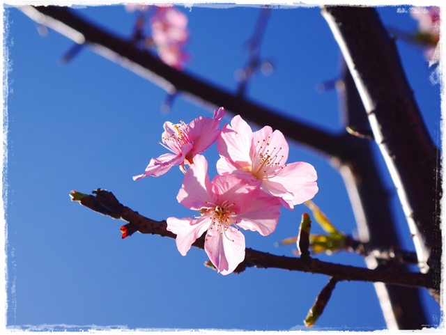 新店陽光運動公園賞河津櫻