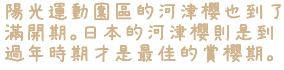 陽光運動園區：【新北◍•ᴗ•◍新店】捷運小碧潭站✯賞櫻景點・陽光運動園區賞河津櫻｜陽光運動公園河津櫻滿開，夜拍也美麗
