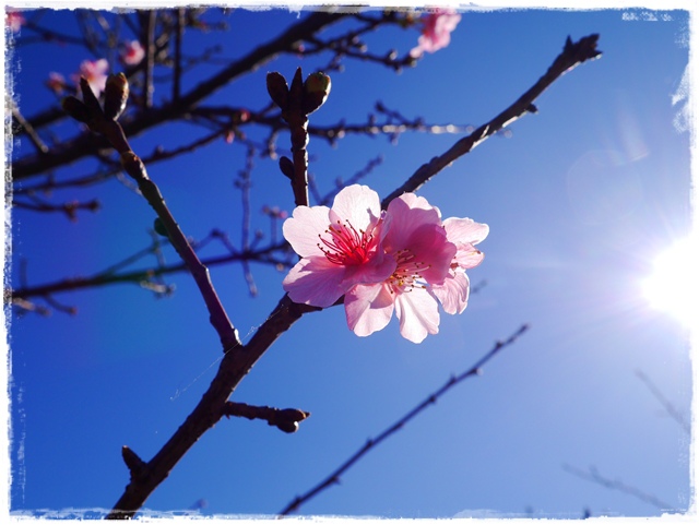 新店陽光運動公園賞河津櫻