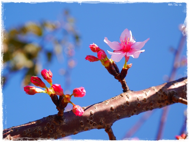 新店陽光運動公園賞河津櫻