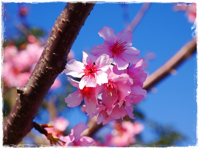 新店陽光運動公園賞河津櫻
