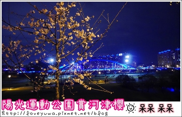 陽光運動園區：【新北◍•ᴗ•◍新店】捷運小碧潭站✯賞櫻景點・陽光運動園區賞河津櫻｜陽光運動公園河津櫻滿開，夜拍也美麗