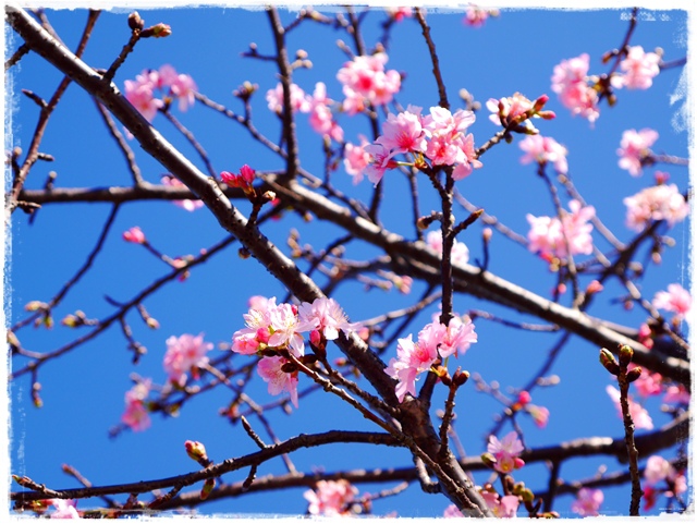 新店陽光運動公園賞河津櫻