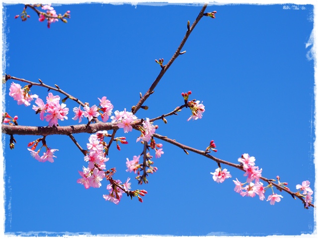 新店陽光運動公園賞河津櫻