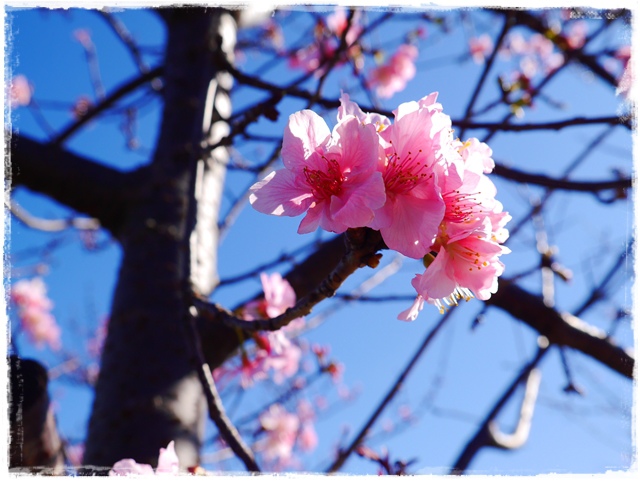 新店陽光運動公園賞河津櫻
