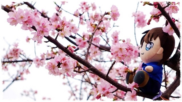 陽光運動園區：【新北◍•ᴗ•◍新店】捷運小碧潭站✯賞櫻景點・陽光運動園區賞河津櫻｜陽光運動公園河津櫻滿開，夜拍也美麗