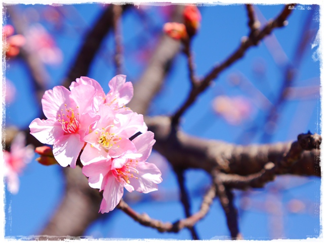 新店陽光運動公園賞河津櫻