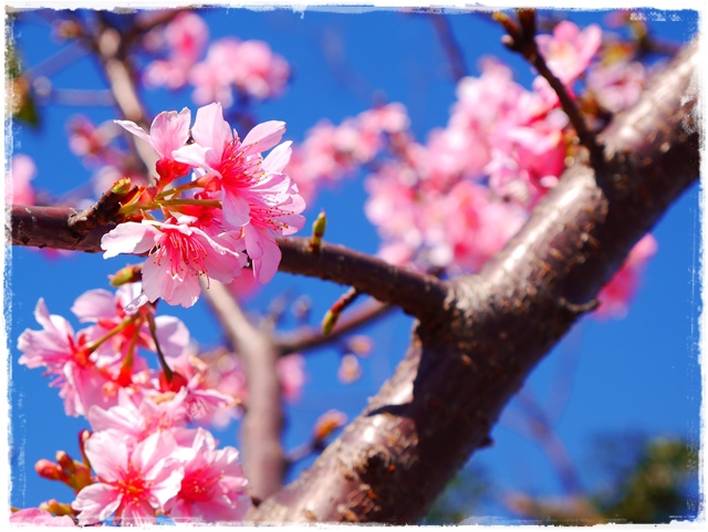 新店陽光運動公園賞河津櫻