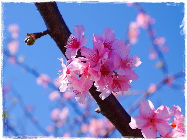 新店陽光運動公園賞河津櫻