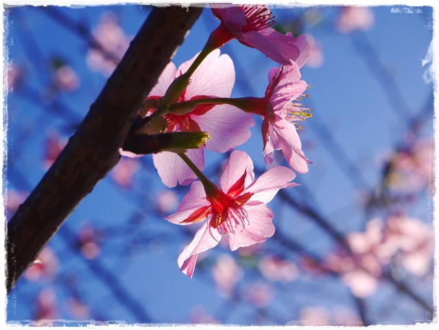 新店陽光運動公園賞河津櫻