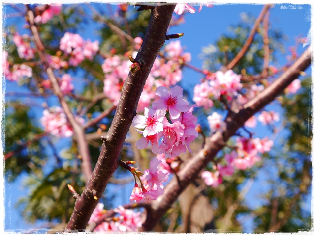 新店陽光運動公園賞河津櫻