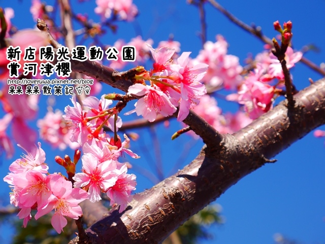 新店陽光運動公園賞河津櫻