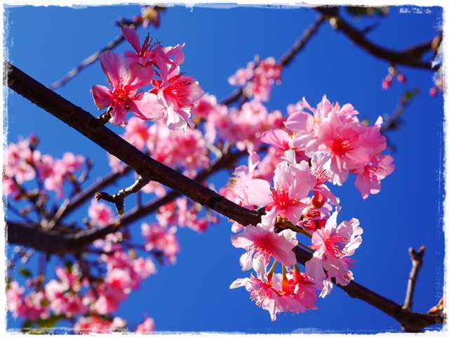 新店陽光運動公園賞河津櫻