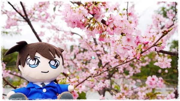 陽光運動園區：【新北◍•ᴗ•◍新店】捷運小碧潭站✯賞櫻景點・陽光運動園區賞河津櫻｜陽光運動公園河津櫻滿開，夜拍也美麗