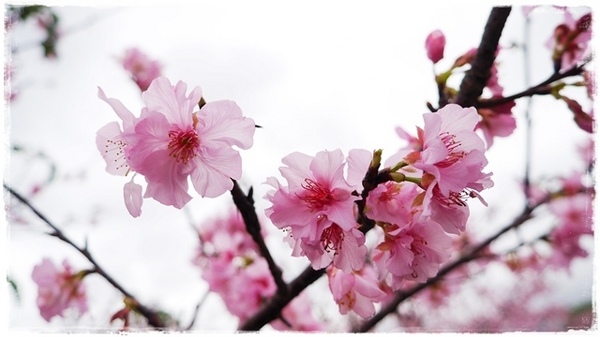 陽光運動園區：【新北◍•ᴗ•◍新店】捷運小碧潭站✯賞櫻景點・陽光運動園區賞河津櫻｜陽光運動公園河津櫻滿開，夜拍也美麗