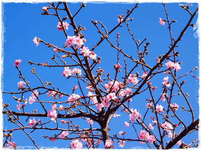 新店陽光運動公園賞河津櫻