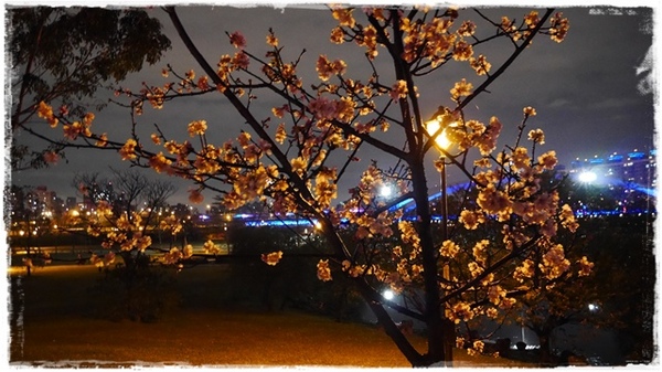 陽光運動園區：【新北◍•ᴗ•◍新店】捷運小碧潭站✯賞櫻景點・陽光運動園區賞河津櫻｜陽光運動公園河津櫻滿開，夜拍也美麗