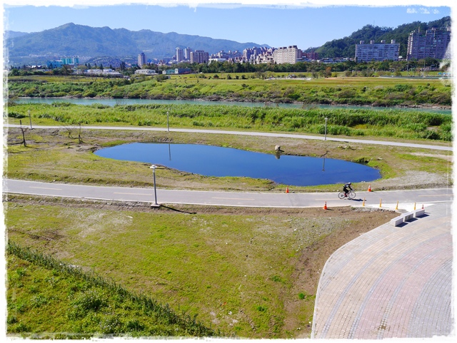 新店陽光運動公園賞河津櫻