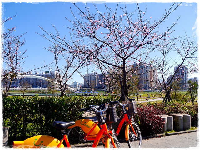 新店陽光運動公園賞河津櫻