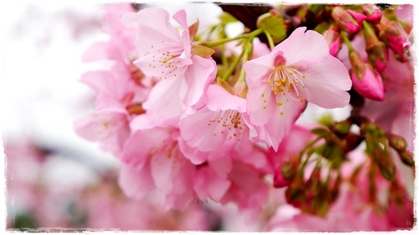 陽光運動園區：【新北◍•ᴗ•◍新店】捷運小碧潭站✯賞櫻景點・陽光運動園區賞河津櫻｜陽光運動公園河津櫻滿開，夜拍也美麗