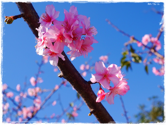 新店陽光運動公園賞河津櫻