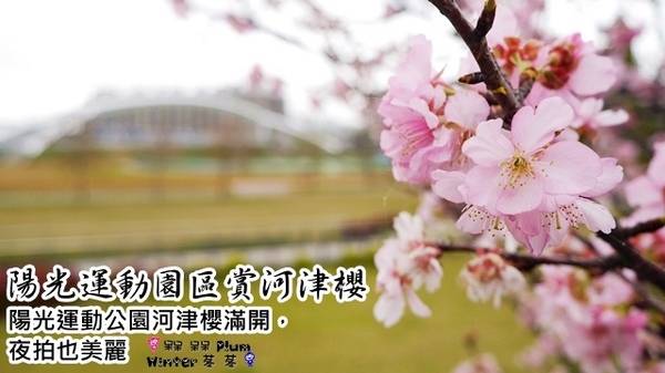陽光運動園區：【新北◍•ᴗ•◍新店】捷運小碧潭站✯賞櫻景點・陽光運動園區賞河津櫻｜陽光運動公園河津櫻滿開，夜拍也美麗