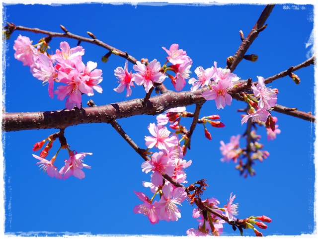 新店陽光運動公園賞河津櫻