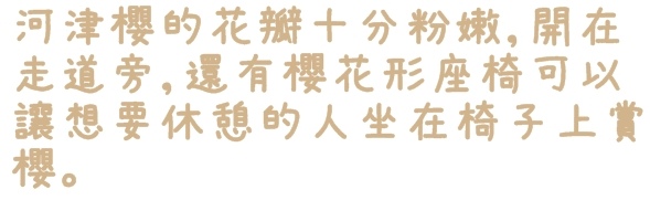 陽光運動園區：【新北◍•ᴗ•◍新店】捷運小碧潭站✯賞櫻景點・陽光運動園區賞河津櫻｜陽光運動公園河津櫻滿開，夜拍也美麗