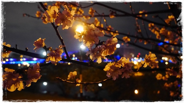 陽光運動園區：【新北◍•ᴗ•◍新店】捷運小碧潭站✯賞櫻景點・陽光運動園區賞河津櫻｜陽光運動公園河津櫻滿開，夜拍也美麗