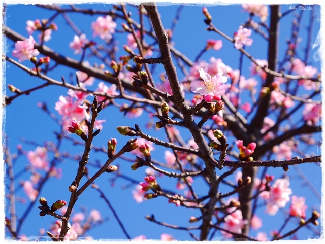新店陽光運動公園賞河津櫻