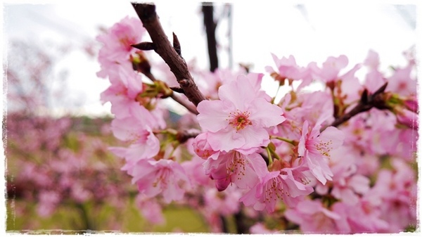 陽光運動園區：【新北◍•ᴗ•◍新店】捷運小碧潭站✯賞櫻景點・陽光運動園區賞河津櫻｜陽光運動公園河津櫻滿開，夜拍也美麗