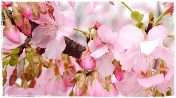 陽光運動園區：【新北◍•ᴗ•◍新店】捷運小碧潭站✯賞櫻景點・陽光運動園區賞河津櫻｜陽光運動公園河津櫻滿開，夜拍也美麗