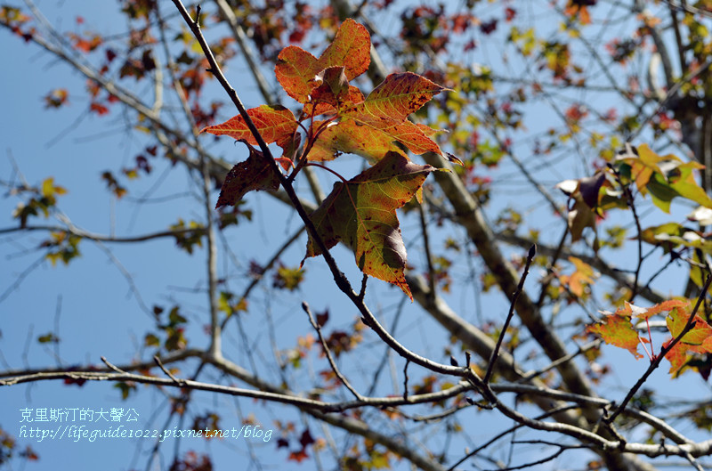 暨南大學 155_副本.jpg