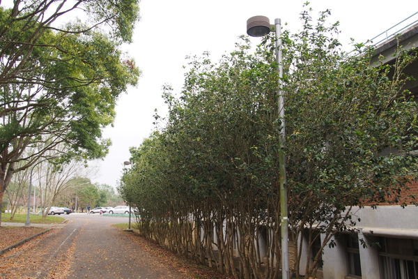 國立暨南大學：【南投・埔里】暨南大學賞櫻花