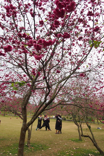 國立暨南大學：【南投・埔里】暨南大學賞櫻花