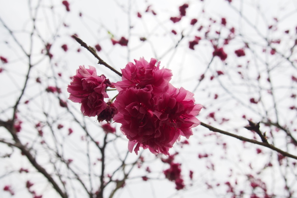 國立暨南大學：【南投・埔里】暨南大學賞櫻花