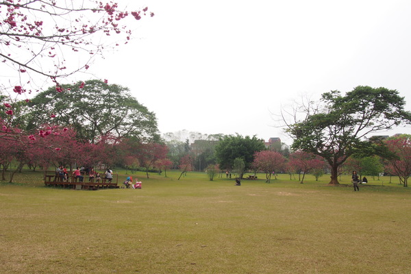國立暨南大學：【南投・埔里】暨南大學賞櫻花