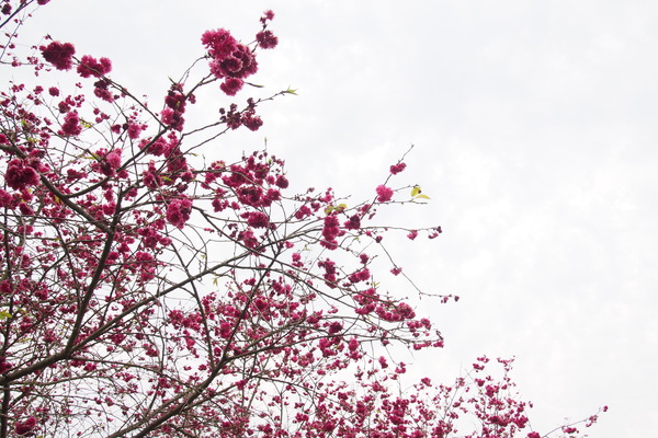 國立暨南大學：【南投・埔里】暨南大學賞櫻花