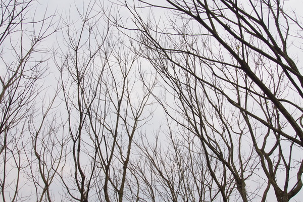 國立暨南大學：【南投・埔里】暨南大學賞櫻花