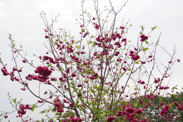 國立暨南大學：【南投・埔里】暨南大學賞櫻花