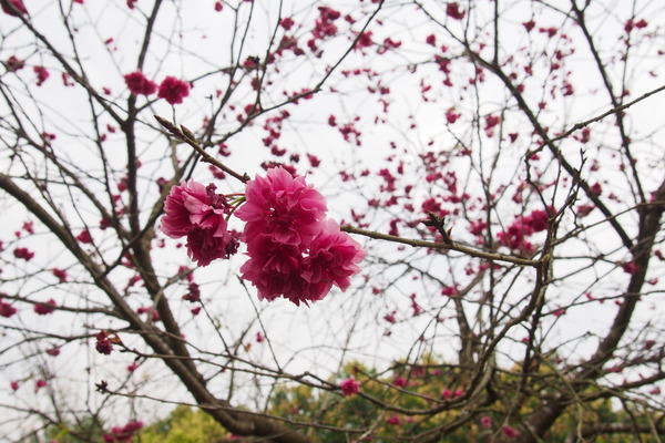 國立暨南大學：【南投・埔里】暨南大學賞櫻花