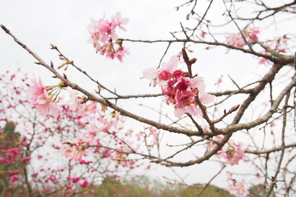 國立暨南大學：【南投・埔里】暨南大學賞櫻花