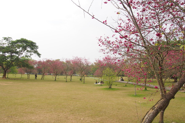 國立暨南大學：【南投・埔里】暨南大學賞櫻花