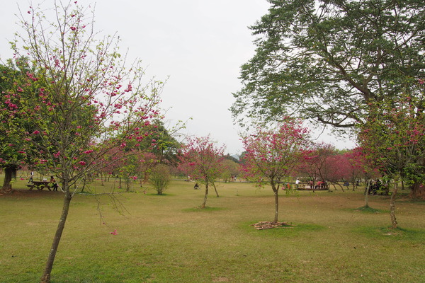 國立暨南大學：【南投・埔里】暨南大學賞櫻花
