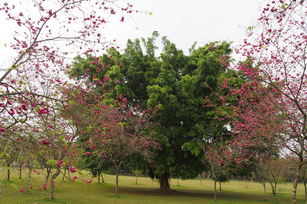 國立暨南大學：【南投・埔里】暨南大學賞櫻花