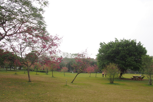 國立暨南大學：【南投・埔里】暨南大學賞櫻花